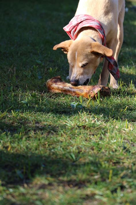 Looking for dog treat brands to avoid? Dangerous dog treats you should avoid - Ruffin Wranglers