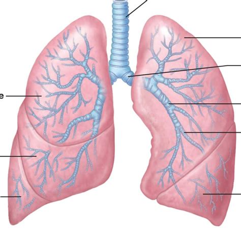 lungs diagram quizlet