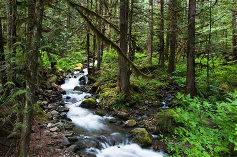 Mountain Forest Stream Photograph By Denise Lett