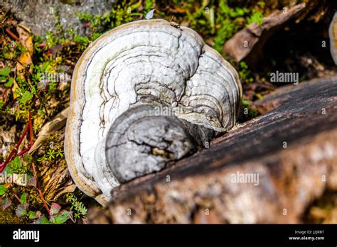 Non Edible Mushroom Hi Res Stock Photography And Images Alamy
