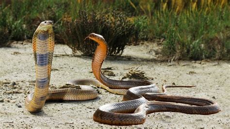 Tense Battle Two King Cobras Compete For Mates In A Life And Death