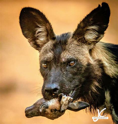 An African Wild Dog With The Head Of An Impala Fetus Scrolller