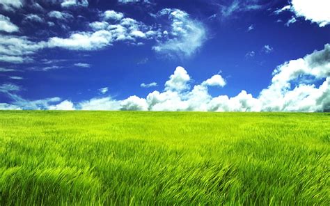 Grass Hd Wallpaper Background Image 2560x1600 Id79381
