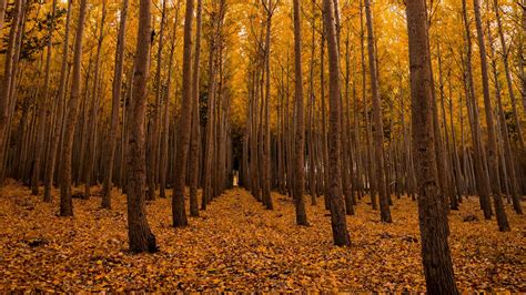 Download Wallpaper 2048x1152 Autumn Forest Foliage Trees Ultrawide