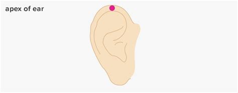 10 Pressure Points For Ears Treat Ear And Headaches Holistically Artofit