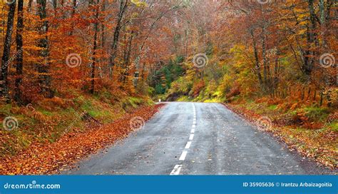 Road In The Forest In Autumn Fall Colors Stock Photo Image Of Rainy