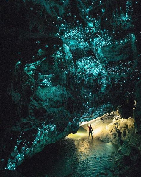 Glow Worm Caves “new Zealand” Glowworm Caves New Zealand Travel