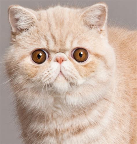 Learn About The Exotic Shorthair Cat Breed From A Trusted Veterinarian