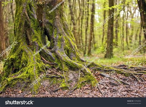 Moss Covered Oak Tree Trunk And Roots In Temperate Wet Forest Stock