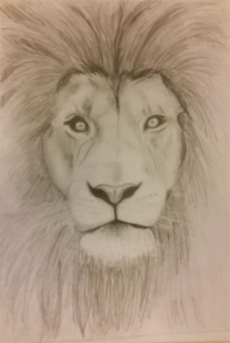 It makes it easier to get them right. simple lion sketch/drawing with pencil | Maggie drawing ...
