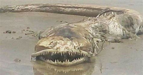 Mystery As Terrifying Unknown Sea Monster Washes Up On Shore Its