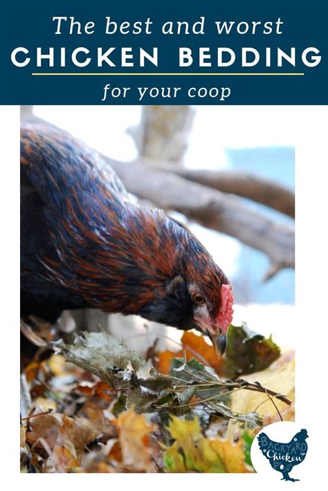 the best and worst options for chicken coop bedding chicken composting chicken coop