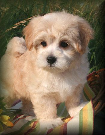 The average life expectancy of. Maltipoo Puppies for Sale in New Jersey