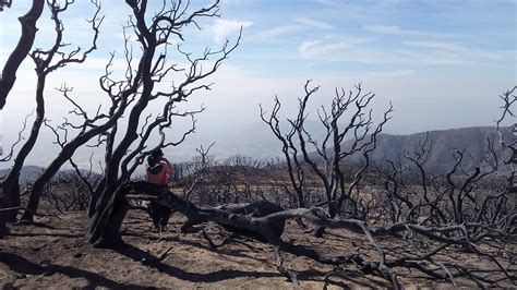 Wildfires May Alter The Nitrogen Cycle—and Air Pollution