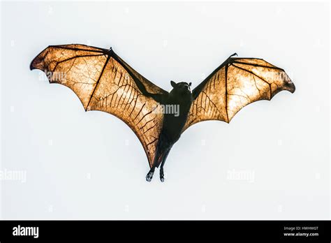 Black Flying Fox Hi Res Stock Photography And Images Alamy