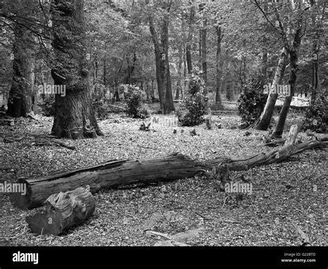 Fallen Tree In The Woods Captured In Black And White Stock Photo Alamy