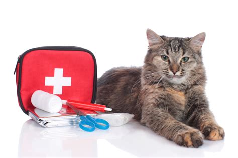 What To Include In Your Cats First Aid Kit Adventure Cats