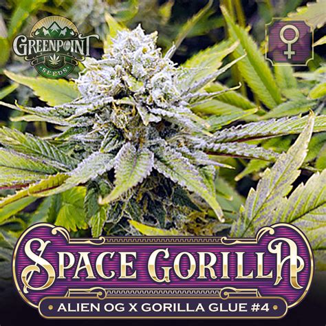 Space Gorilla Seeds Alien Og X Gorilla Glue 4 Greenpoint Seeds