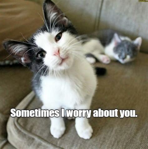 Worried Cat Is Worried Lolcats Lol Cat Memes Funny Cats Funny