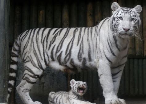 Baby Harimau Putih Dilahirkan