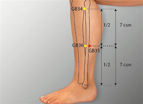 Gb 34 Yang Ling Quan Gall Bladder Meridian Acupuncture Point Amp