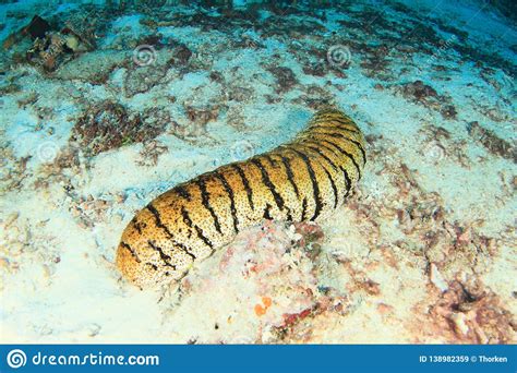 Морской огурец тигра стоковое изображение. изображение насчитывающей огурец - 138982359