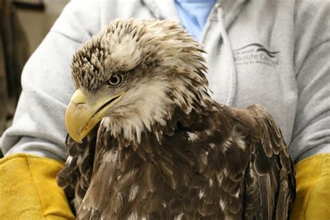 4 Bald Eagles Found In Virginia Recovering From Lead Poisoning Wtop