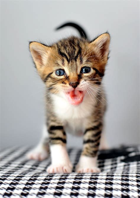 Crying Tabby Kittens Cutest Cute Animals Cat Lovers