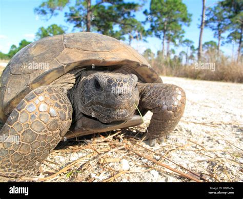 A Gopher Tortoise In Florida In The Usa Stock Photo Alamy