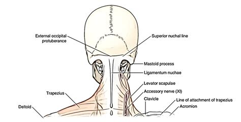 The back contains the spinal cord and spinal column, as well as three different muscle groups. Easy Notes On 【Neck】Learn in Just 4 Minutes!