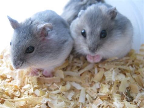 Short Dwarf Hamster Baby Hamsters Sold 6 Years 9 Months Winter White