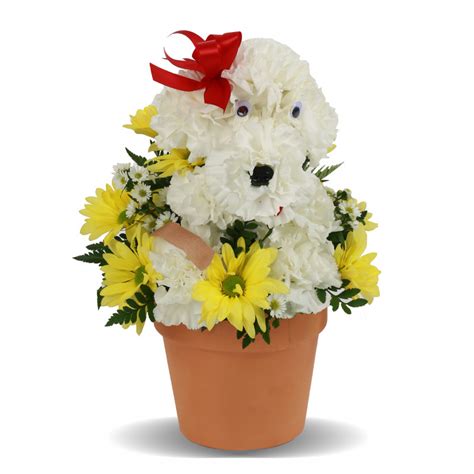 Get well gift same day delivery. Get Well - Get Doggone Well - #1 Florist in Central Ohio ...
