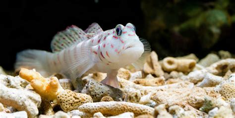 Scientists Discovered Three New Species Of Freshwater Goby Fish