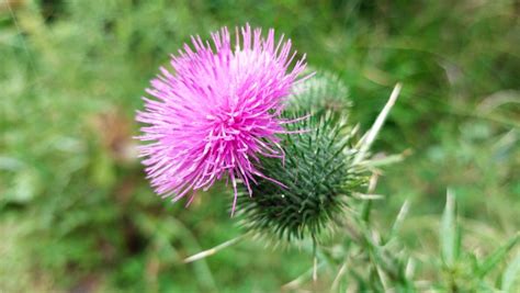 How To Get Rid Of Thistles In Your Lawn And Garden In Australia
