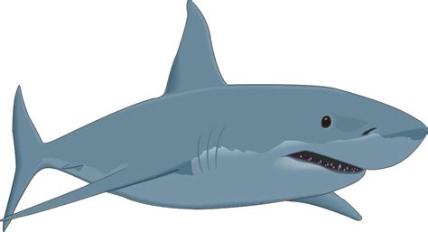 Bull Shark Clipart Download Bull Shark Clipart For Free 2019