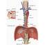 Anatomy Of The Thoracic Duct  Surgery Clinics