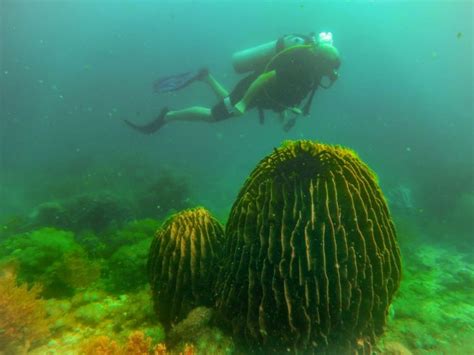 Oleaje lahad datu (darvel bay). Diving and snorkeling at pristine Darvel Bay| Bike and Tours