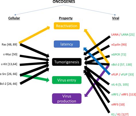 Contributions Of Cellular And Viral Oncogenes To Kshv Infection And