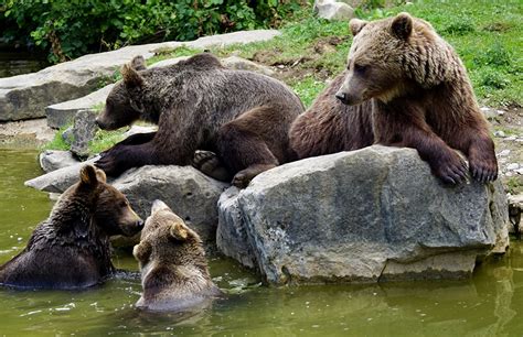 Image Grizzly Bears Stones Animals