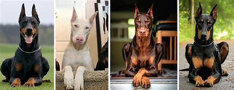 Breed Information And Types Of Doberman Pinschers Pethelpful