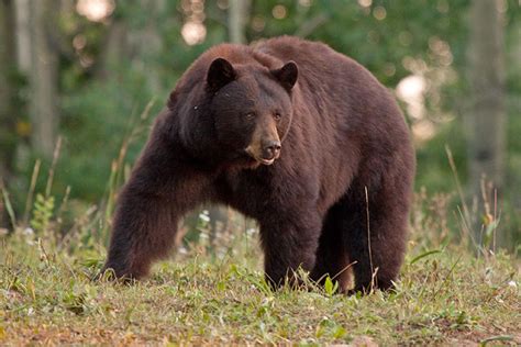 Fast Black Bear Facts Colorado Country Life Magazine