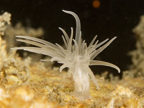Sea Anemones Actiniaria