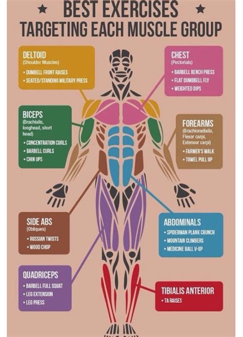 💪🏼best Exercises Targeting Each Muscle Group💪🏼 Musely