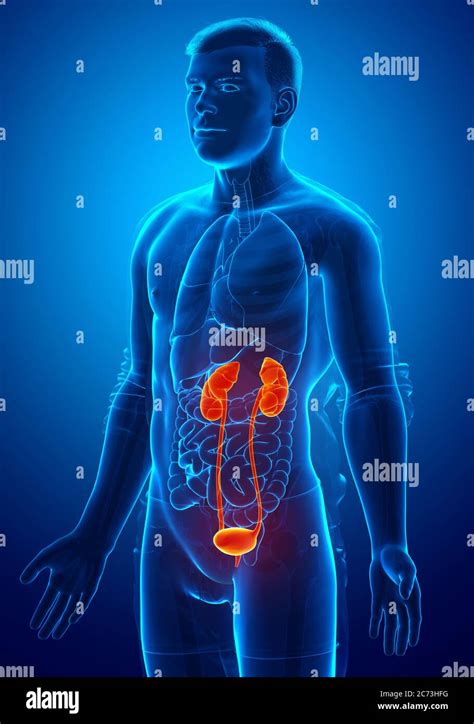 3d Rendered Medically Accurate Illustration Of The Highlighted Kidneys