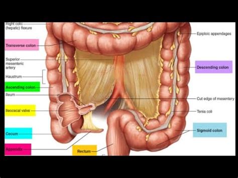 Histo Of Large Intestine 2nd Yr Medical YouTube