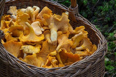 How To Find Chanterelle Mushrooms And Cook With Them