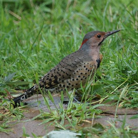 Omss Bird Nj Bird Photos Birds Of New Jersey