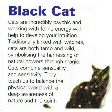 Black Cat Cat Spirit Animal Animal Spirit Guides Animal Meanings