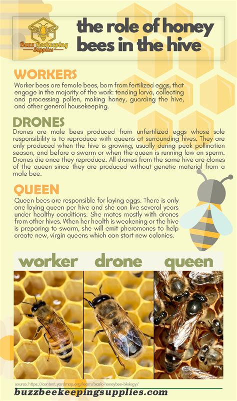 Types Of Honey Bees Honey Bees Keeping Honey Bee Facts Facts About Honey Bees Honey Bee