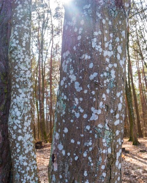 Tree Fungus Identification And Treatment Croft Tree Experts